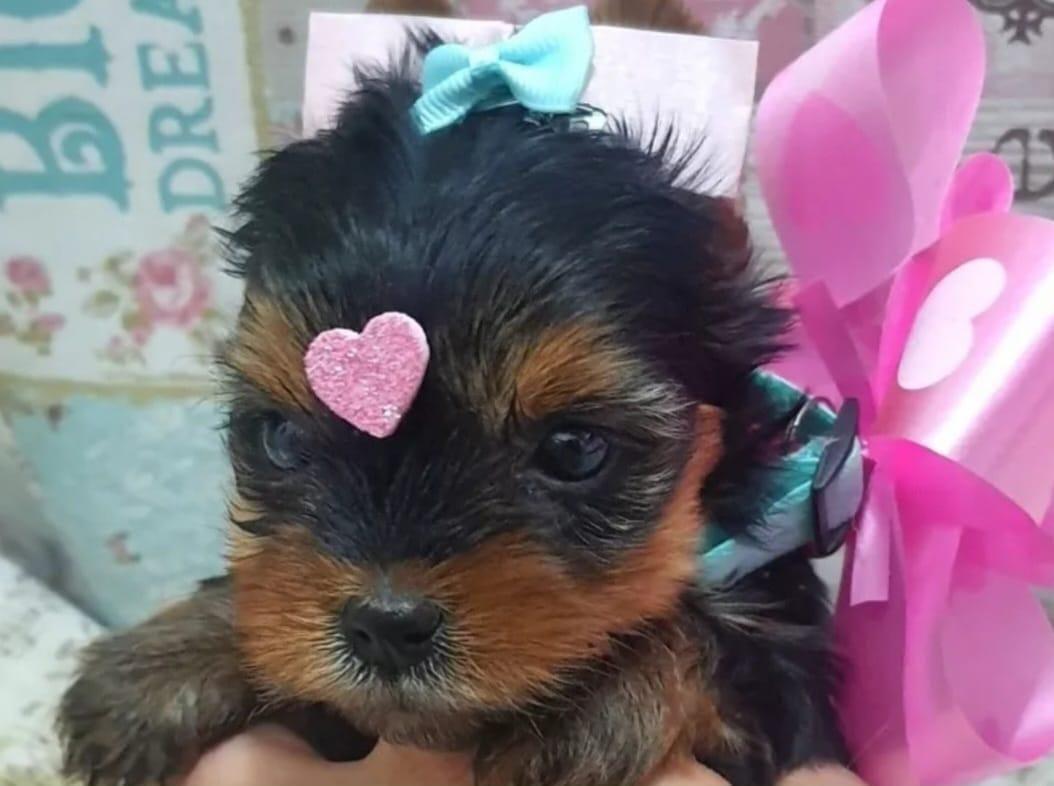 Yorkshire Terrier