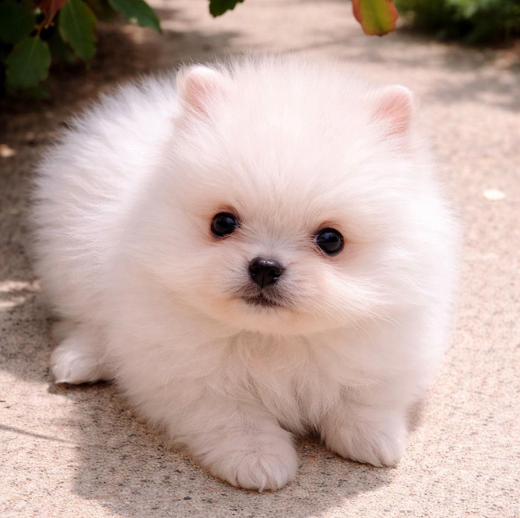 Filhote Spitz Alemão